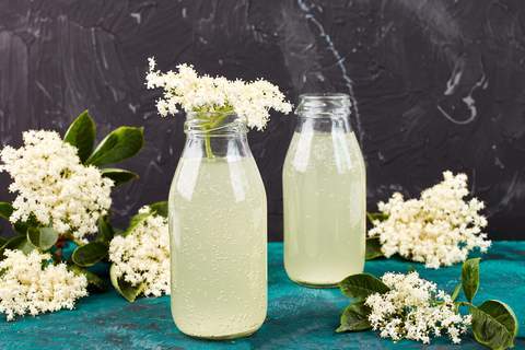 Recette de Kombucha aux fleurs de Sureau